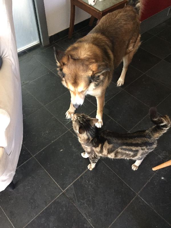 🌸🐾Annie splendida  mix Saluki (levriero arabo) cerca casa 🏠💕 Foto 5